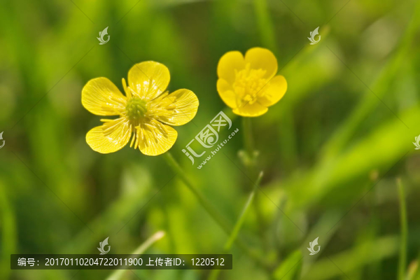 兩只黃色的花