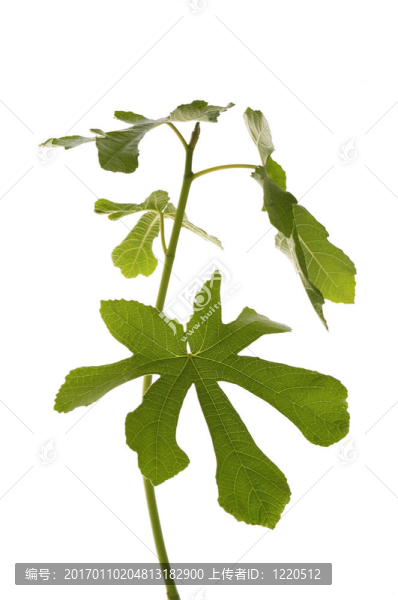 無花果樹