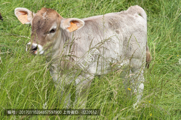 小牛-匯圖網(wǎng) www.fosd68.com 小牛