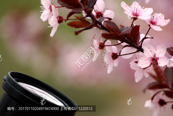 花園里的大照片