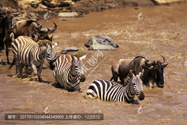 斑馬和Wildebeest