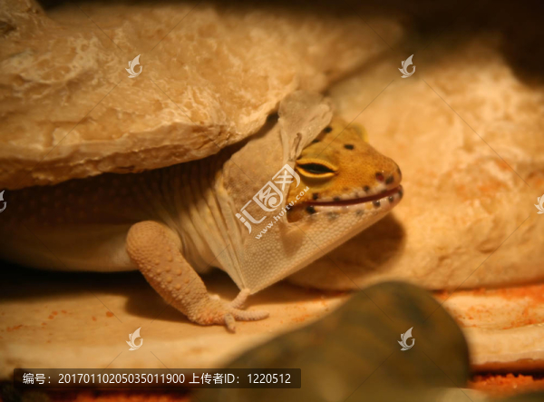 脫落的Leopard,Gecko