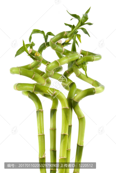 竹類植物