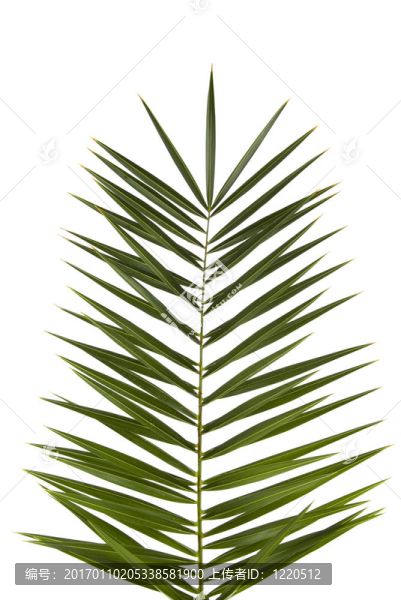 棕櫚樹(shù)