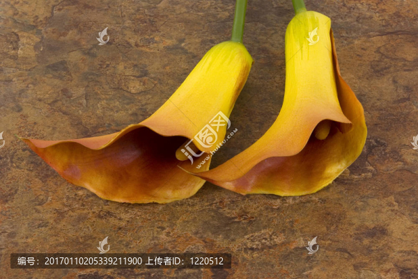 百合花