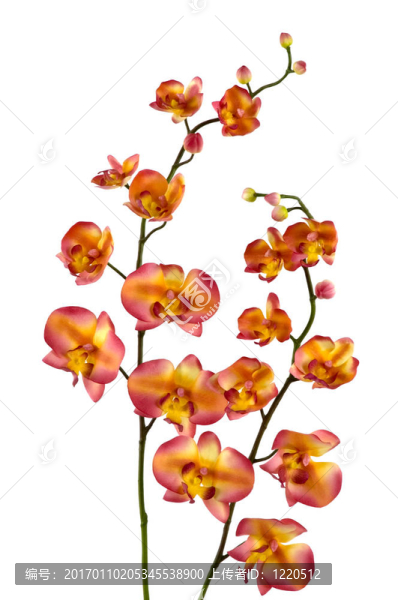 蘭花