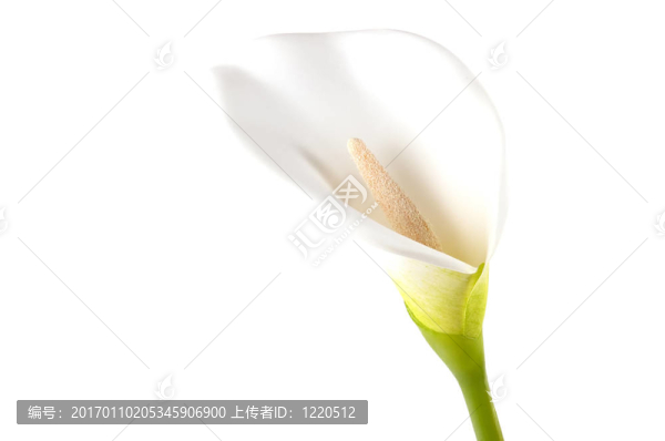 莉莉