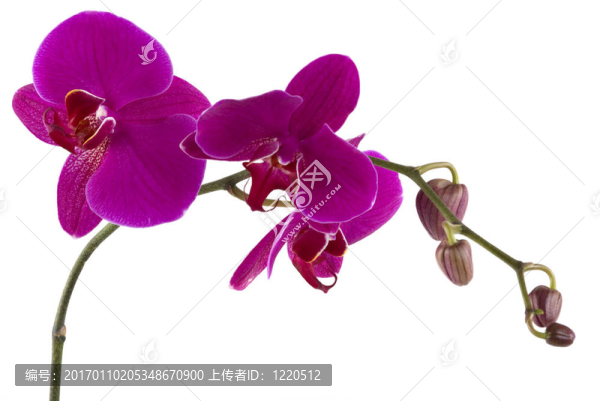 蘭花