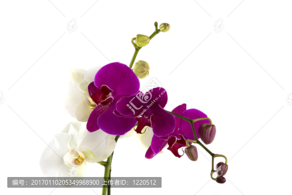 蘭花