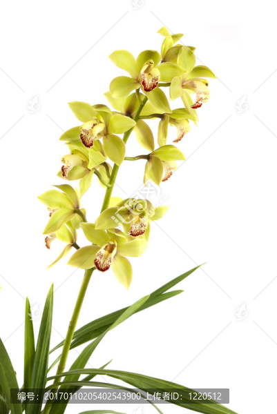 蘭花