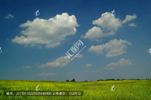 藍天下的麥田
