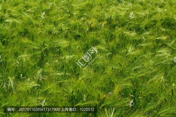 綠色農(nóng)業(yè)領(lǐng)域；串行