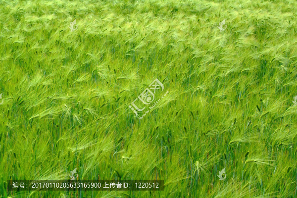 綠色農(nóng)業(yè)領(lǐng)域；串行