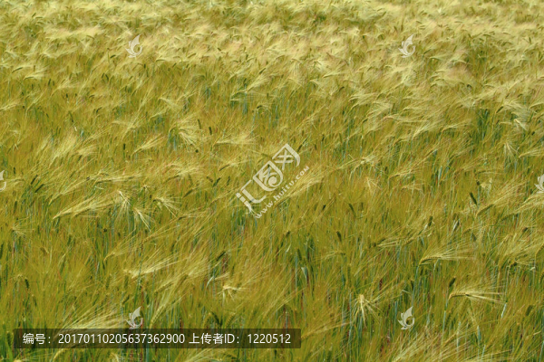 綠色農(nóng)業(yè)領(lǐng)域；串行
