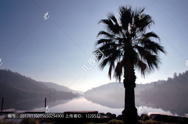 棕櫚樹湖倒影