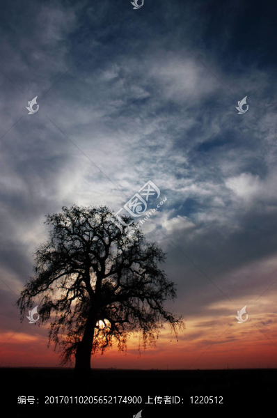 森塞特冬季橡樹