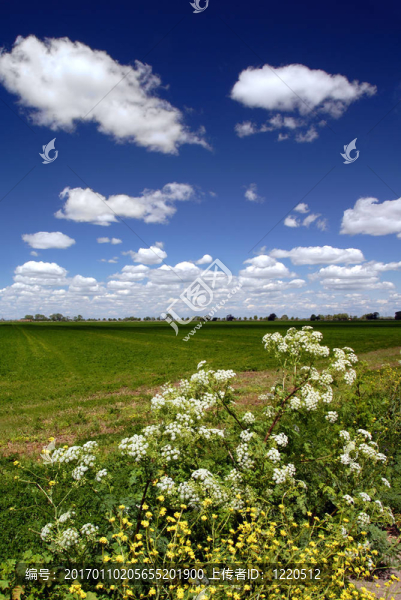 野花；田野；天空