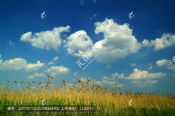 藍(lán)色天空下的蘆葦