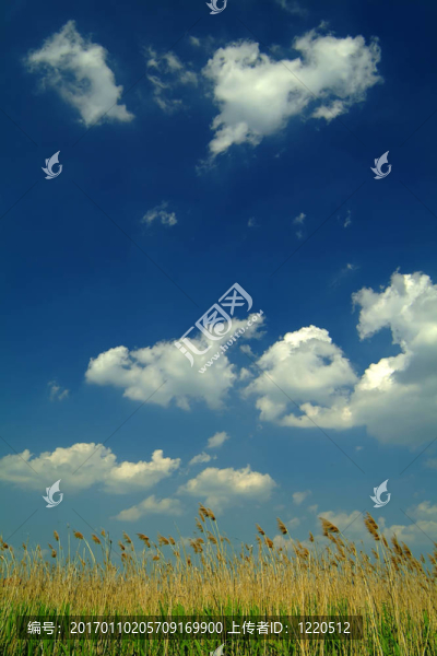 藍(lán)色天空下的蘆葦