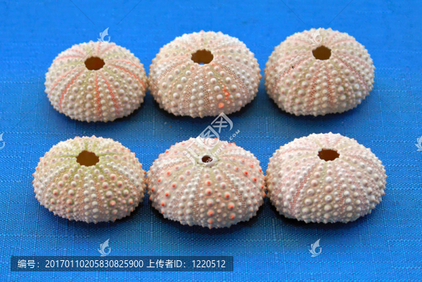 一排排的貝殼