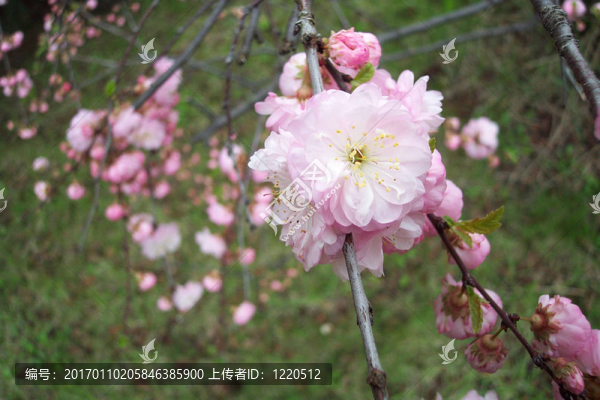 粉紅色的花