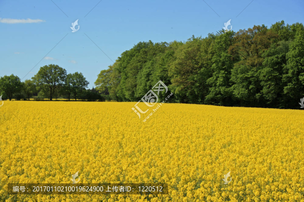 油菜田