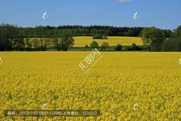 油菜田