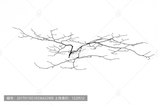 一個小的樹