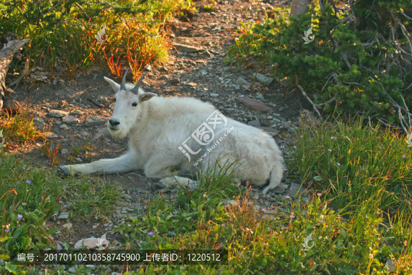 山山羊在陰涼處休息