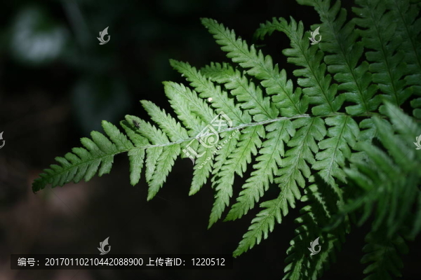 蕨類植物