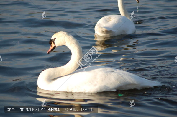 swan-3