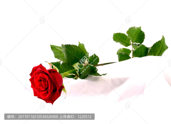 白絲上的紅玫瑰