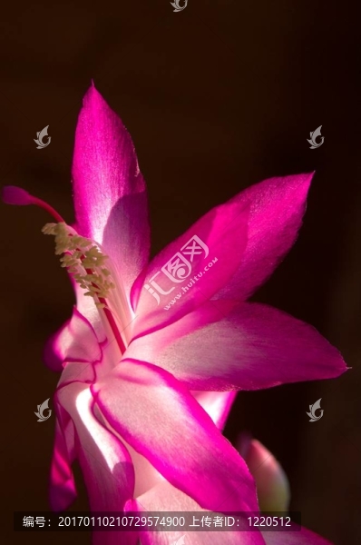 仙人掌花