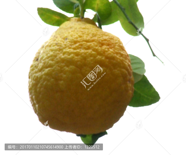 檸檬樹