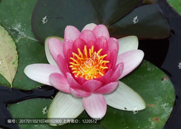 Waterlily（蓮花）