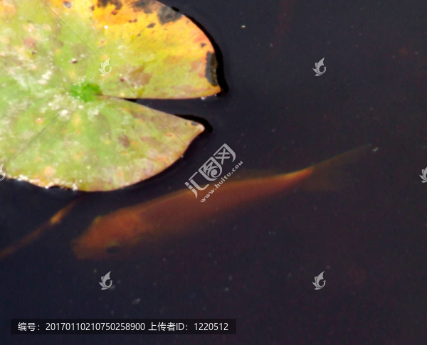 紅色的魚
