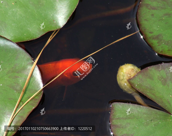 紅色的魚