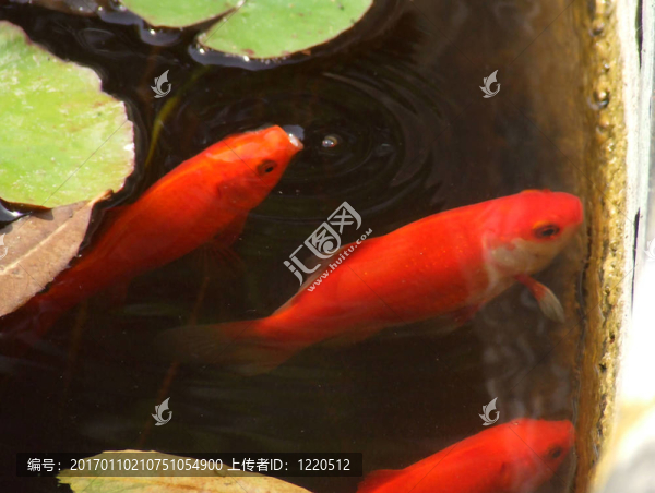 紅色的魚