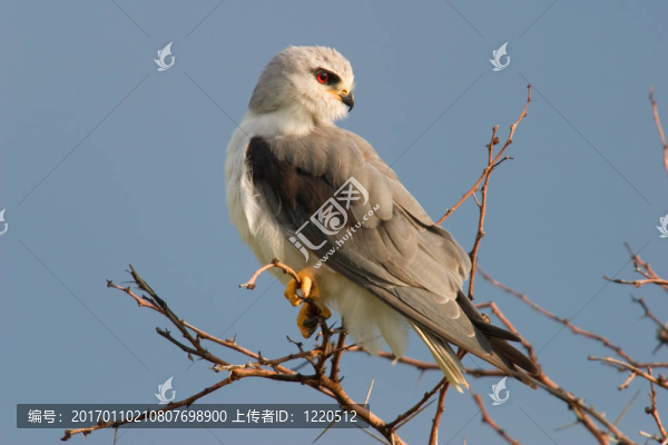 黑肩鳶