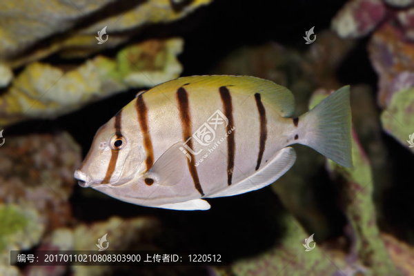 罪犯的熱帶魚