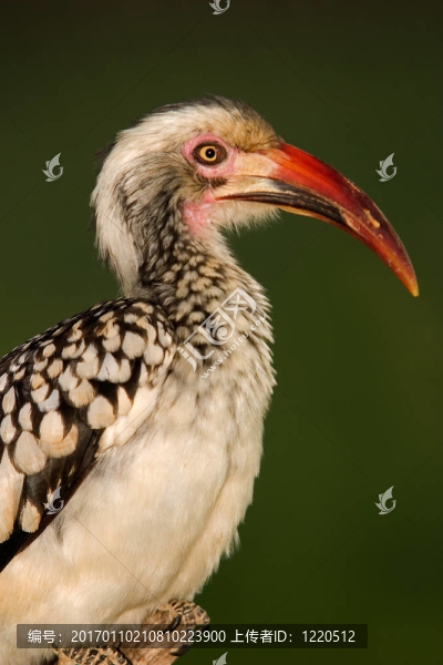 紅嘴犀鳥
