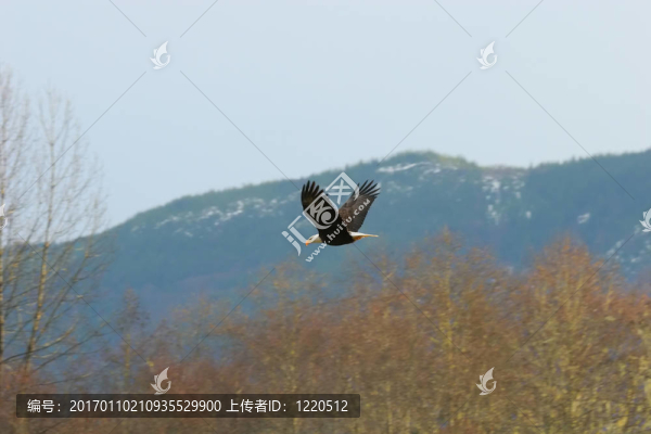 飛行中的禿頭鷹