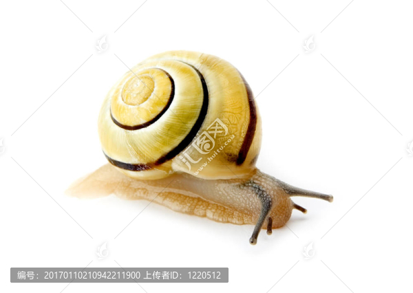 蝸牛