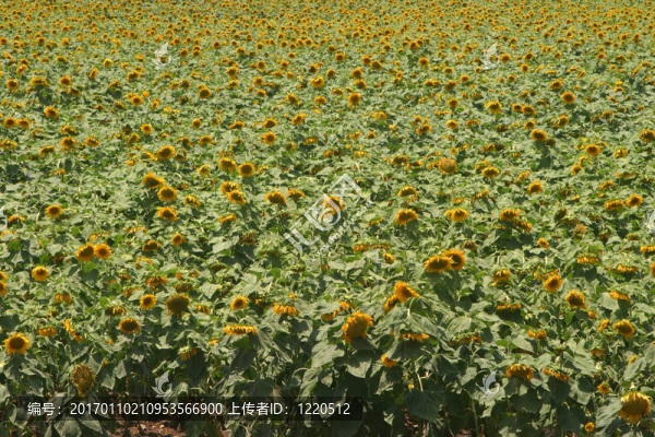 向日葵花田