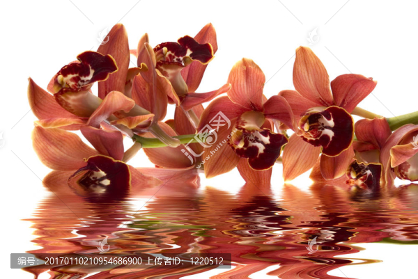 蘭花