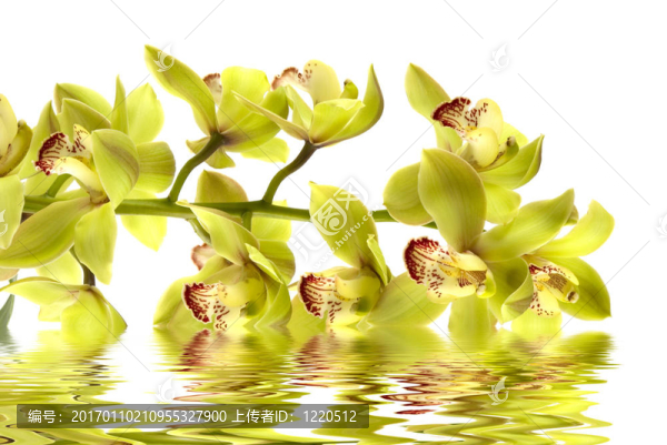 蘭花