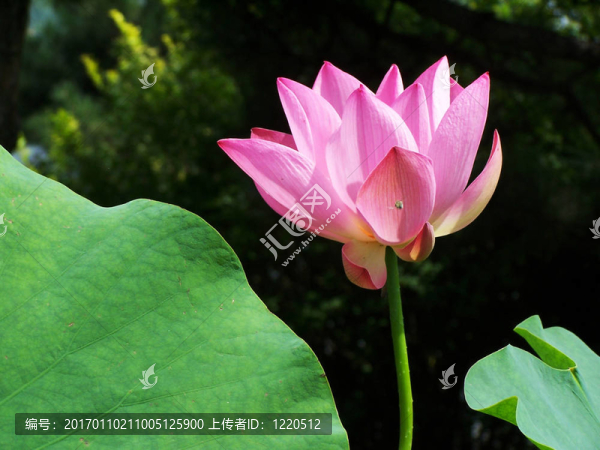 蓮花