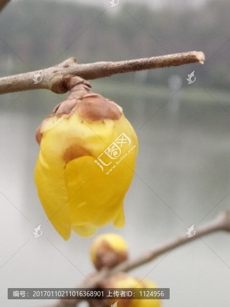 臘梅花