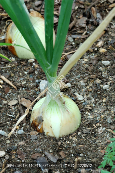 花園里生長的洋蔥-匯圖網(wǎng) www.fosd68.com 花園里生長的洋蔥