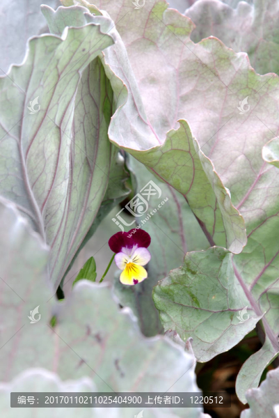 白菜花的花